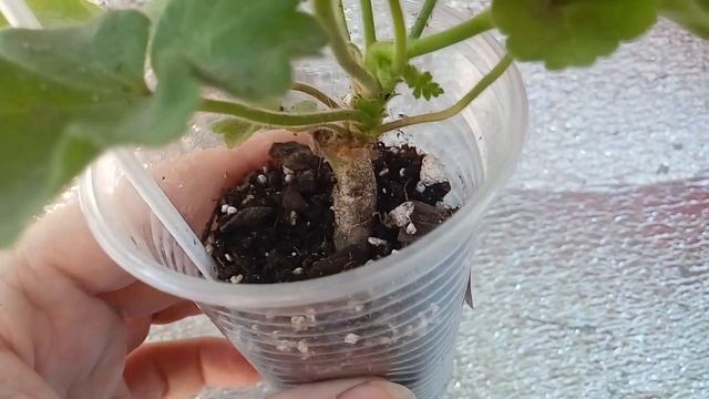 Пеларгония Wendy Jane (Венди Джейн) смотреть онлайн