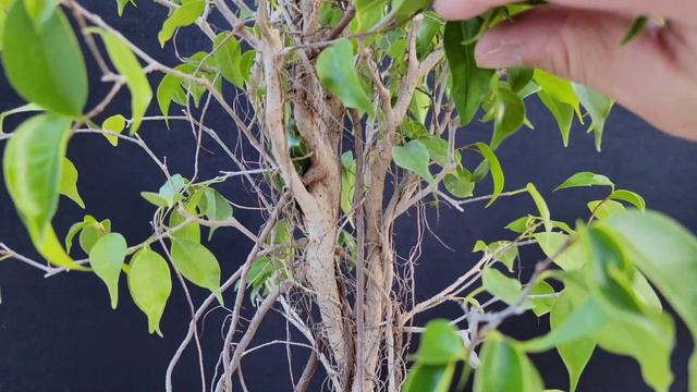 Ficus Fusion Bonsai - With 4 Years of Progress - (Ficus Benjamina Bonsai) смотреть онлайн