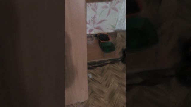 Собачка обиделась смотреть онлайн