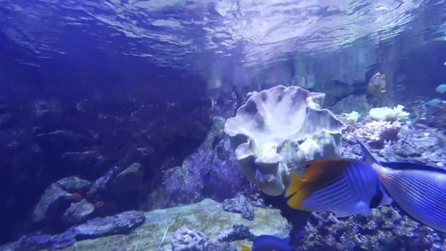 Milan, ITALY, sights, Things to DO, Duomo di Milano, streets... смотреть онлайн