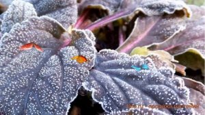 Живучка ползучая Атропурпуреа (atropurpurea) ? обзор: как сажать, саженцы живучки Атропурпуреа