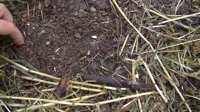 Сажаем патиссоны.