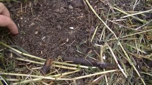 Сажаем патиссоны.