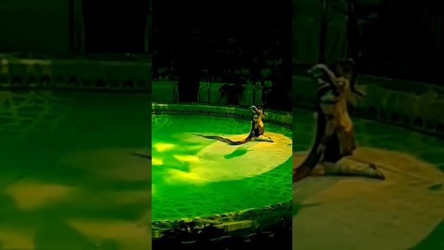 Цирк.Сны Египта.Питон. смотреть онлайн