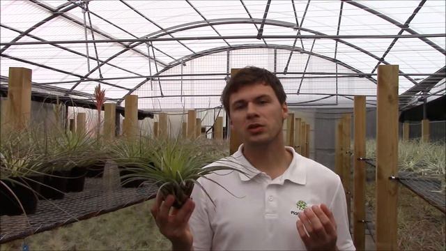 Tillandsia Vicentina (Planta Brutt Video 28) English