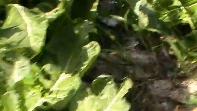 Совмещённые посадки - капуста и бархатцы//результат первого опыта смотреть онлайн