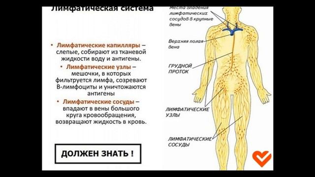 А вы знали что делать, если слoмана лимфа? смотреть онлайн