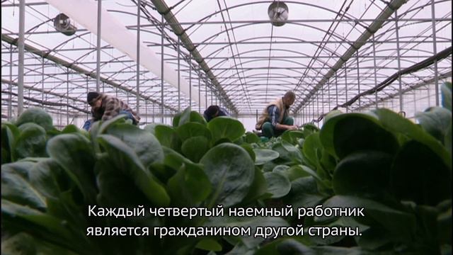 Как найти работу в Швейцарии? смотреть онлайн