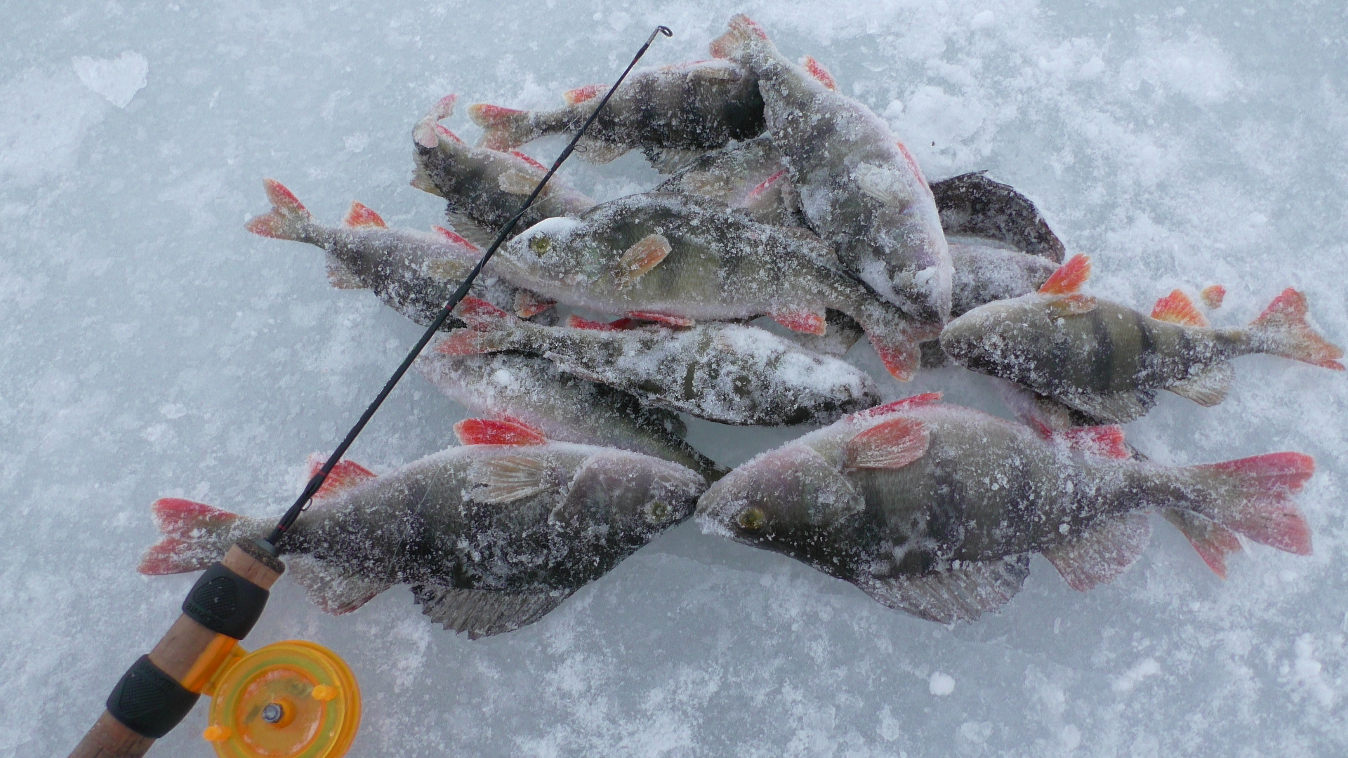 Ловля окуня зимой на блесну "ВАУЧЕР" . Зимняя рыбалка смотреть онлайн