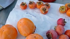 Сравнение разных сортов хурмы Восточной, Никитская Бордовая, Россиянка 2020 год.