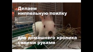 Делаем ниппельную поилку для домашнего кролика своими руками
