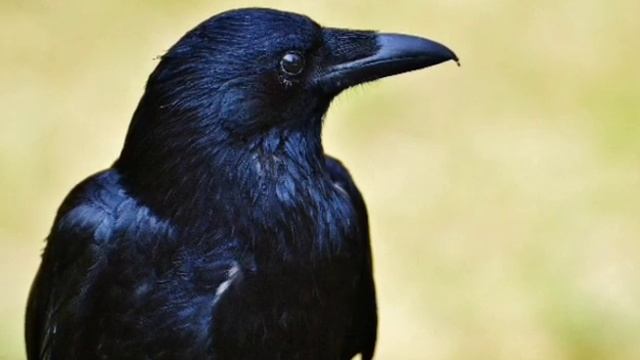 Ворон кричит к добру. смотреть онлайн