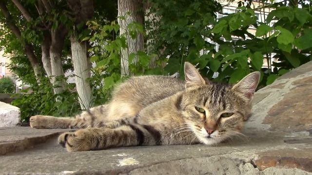 CANON HF R46 test video смотреть онлайн