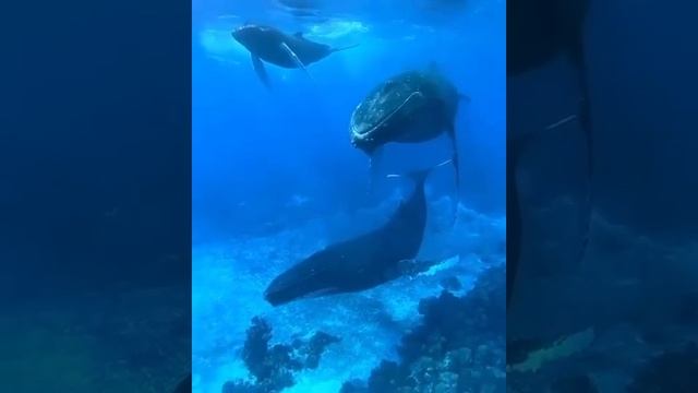 киты издают звуки, которые слышат на рассмотрении 1600 км смотреть онлайн