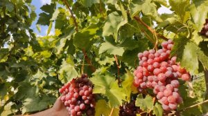 Виноград Ред Глоуб.