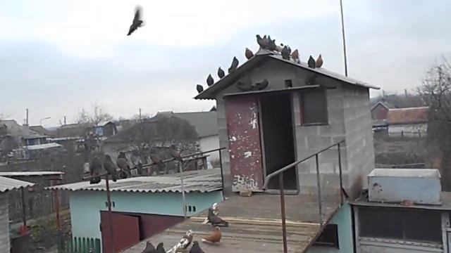 Кировоградские голуби Украина Кривой Рог. Мопр. Власенко Олег. Pigeons. +38(096)500-56-13 моб. смотреть онлайн