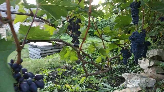 виноград зреет, не смотря на холод. смотреть онлайн