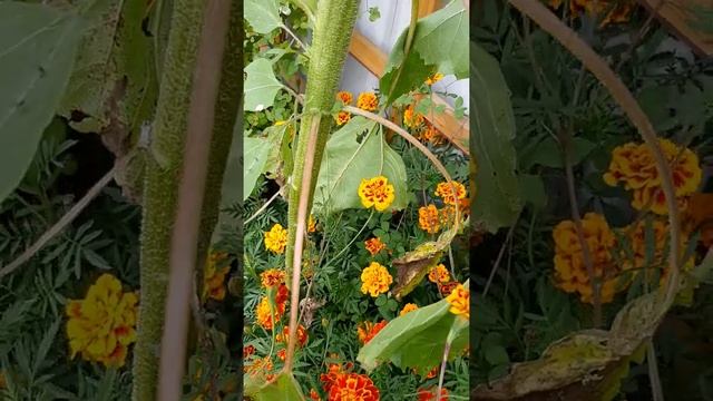 ПОДСОЛНУХ с красными листьями 05.09.2020г. смотреть онлайн