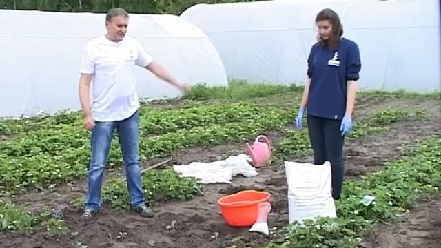 Нивка №24 Оленка волохата, высадка огурцов, томатов, перцев в грунт смотреть онлайн