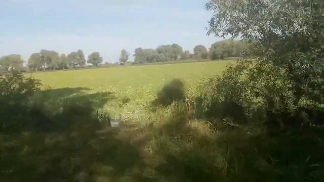 Нашествие пистии в наших водоемах смотреть онлайн