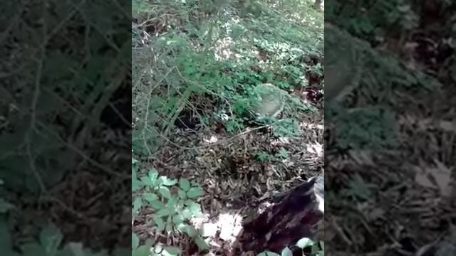 Отважный барсук. Georgia. Sabaduri forest. смотреть онлайн