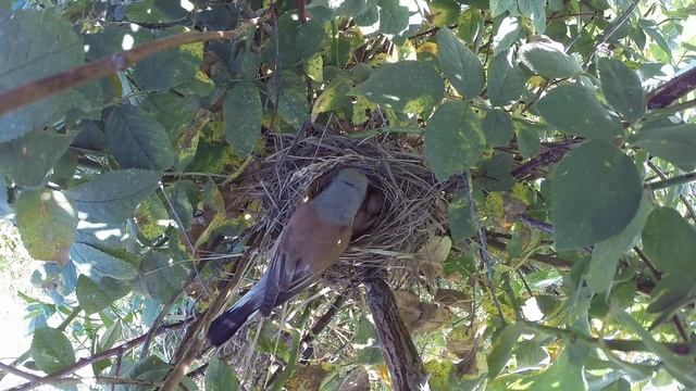Сорокопут жулан 14 130 у Панкино gp20140727 2 3 ♂ кормит пучком двукрылых, смотрит в камеру, уходит