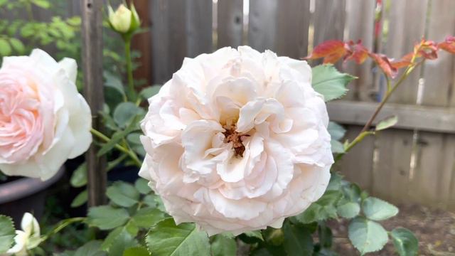 White Eden First Year #rose #eden