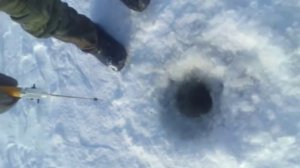 Зимняя рыбалка в Алтайском крае на окуня