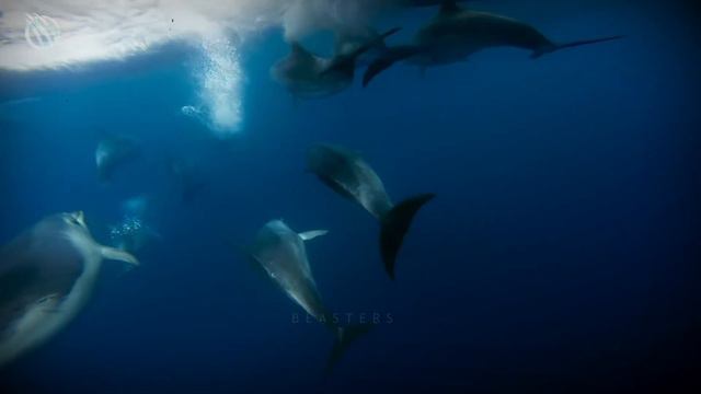 FALSE KILLER WHALE ─ The Fierce Doppelgänger of the Mighty Orca смотреть онлайн
