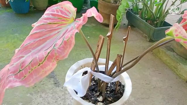 My Caladium Pink Splash