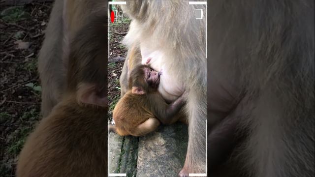 The Best Of Monkey Videos - A Funny Eating Monkeys Compilation Ep260