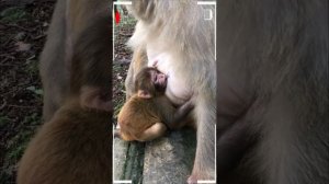 The Best of Monkey Videos - A Funny Eating Monkeys Compilation Ep260