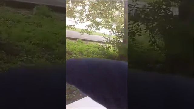 творите добро помогайте птицам и зверям они нуждаются в вашей помощи смотреть онлайн