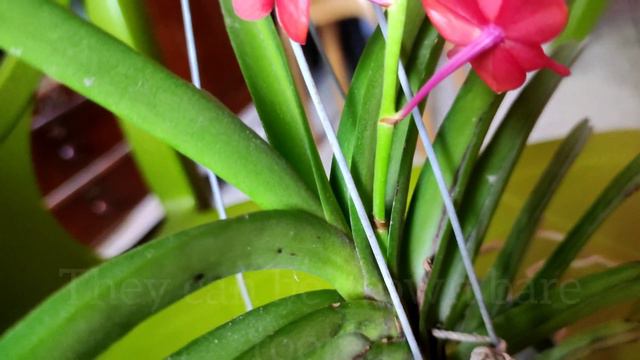 Vanda orchid care - Ascocentrum curvifolium #orchid #orchidcare смотреть онлайн