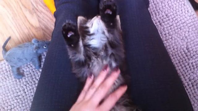 самый милый котенок Мейн Кун смотреть онлайн