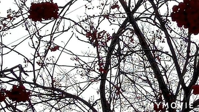?Голуби как курицы✔Ирина Понаровская(Рябиновые бусы)✔"Подснежники") смотреть онлайн