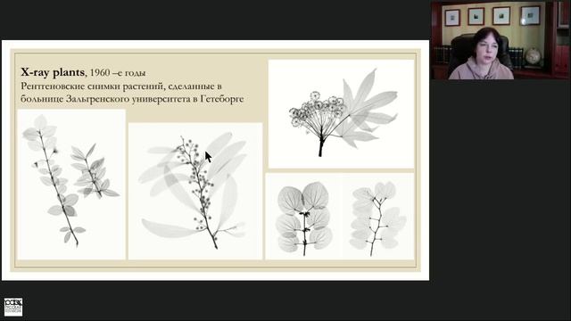 Рябина Додонг ('Dodong'), фрагмент вебинара 