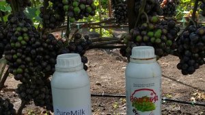 Йодоцид препарат против всех грибковых заболеваний винограда с нулевым сроком ожидания