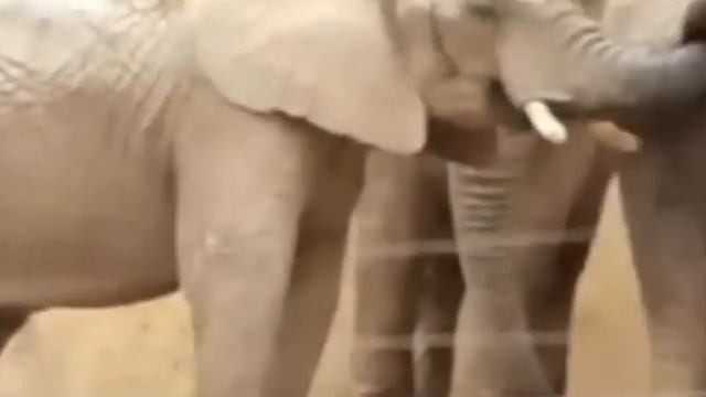 Что это было Он ест говно оО смотреть онлайн