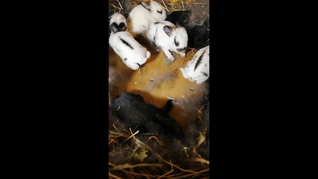 Крольчатам 10 дней. Разведение кроликов. смотреть онлайн