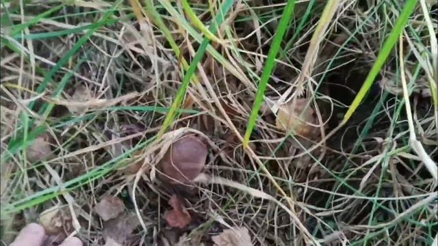 Где растут подберезовики под Киевом грибы в Киевской области 2021 смотреть онлайн