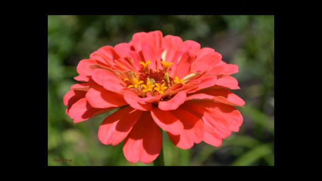 Мир цветов смотреть онлайн