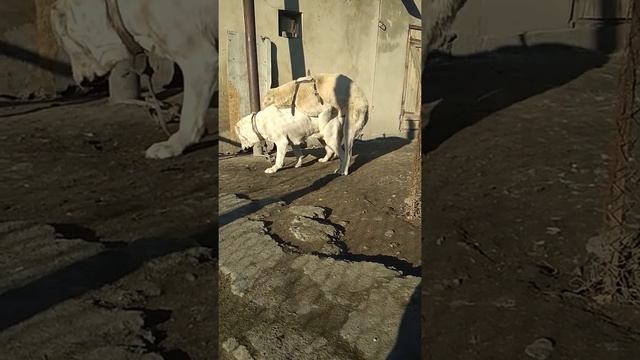 Вязка Средне Азиатской овчарки. Кыргызстан. смотреть онлайн