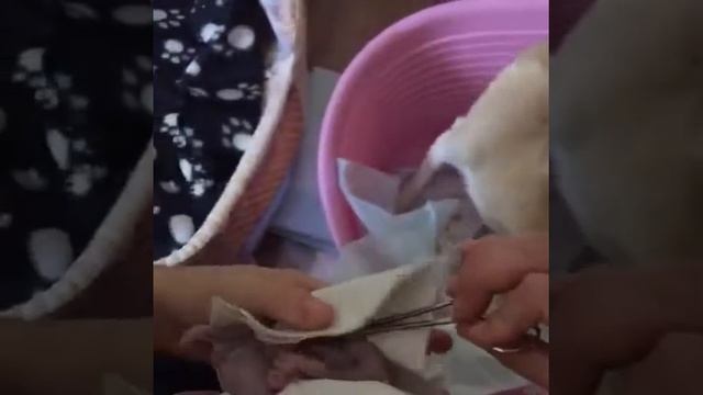 Роды чихуахуа смотреть онлайн