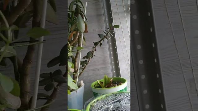 Как вырастить базилик на подоконнике! Лёгкий способ смотреть онлайн