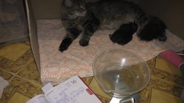 долгожданчики открыли глазки смотреть онлайн