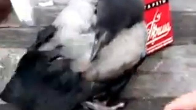 воронёнок смотреть онлайн