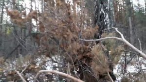 Ураган в лесу.