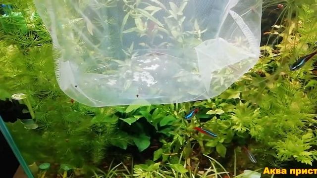 Куда подевалась икра в аквариуме смотреть онлайн