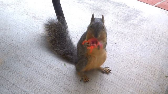 Squirrel Eating Hibiscus Flower смотреть онлайн